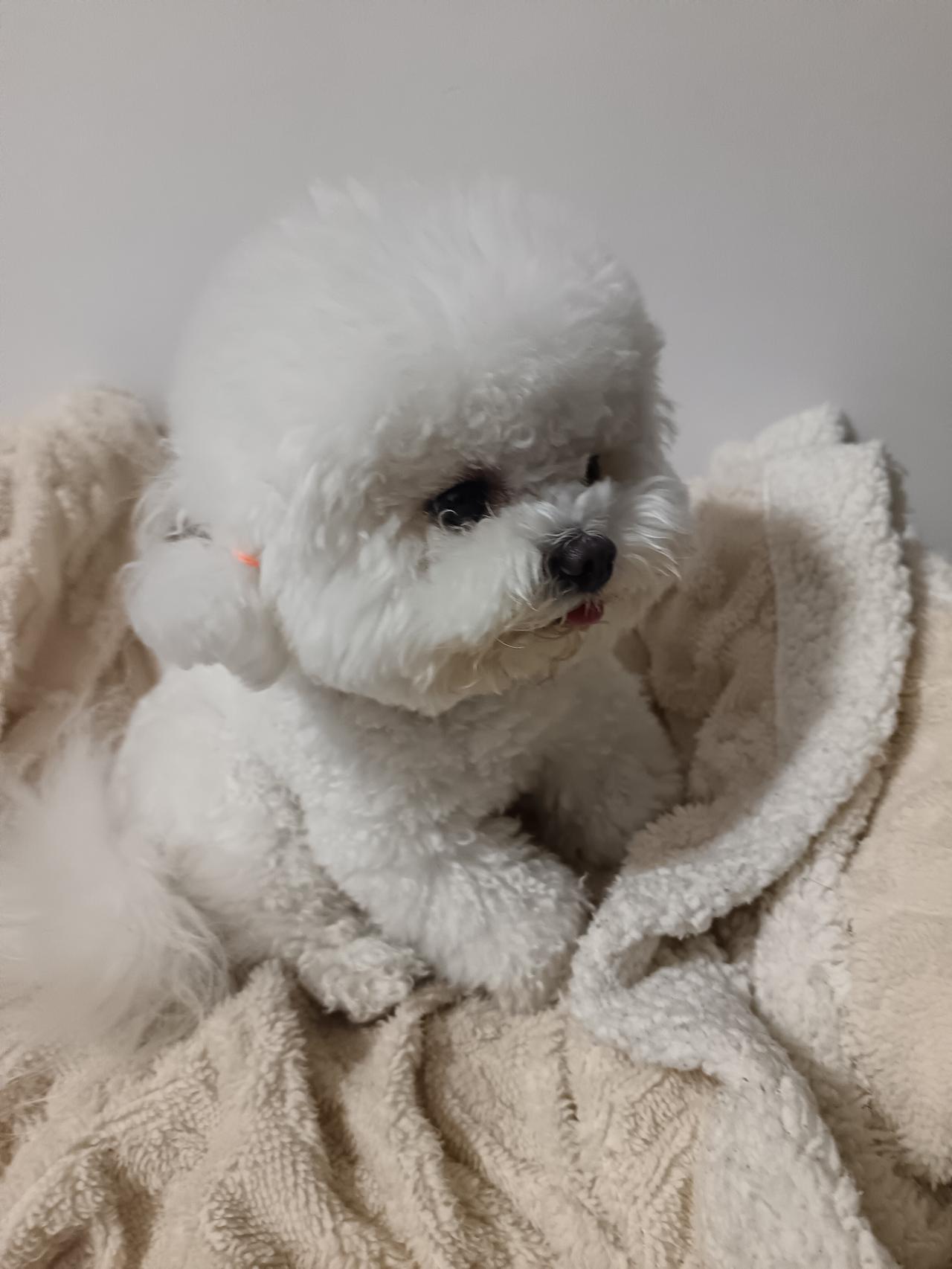 养狗是一场双向奔赴，你给它家，它给你全世界的温暖！它不会说话，却用眼神和尾巴，告