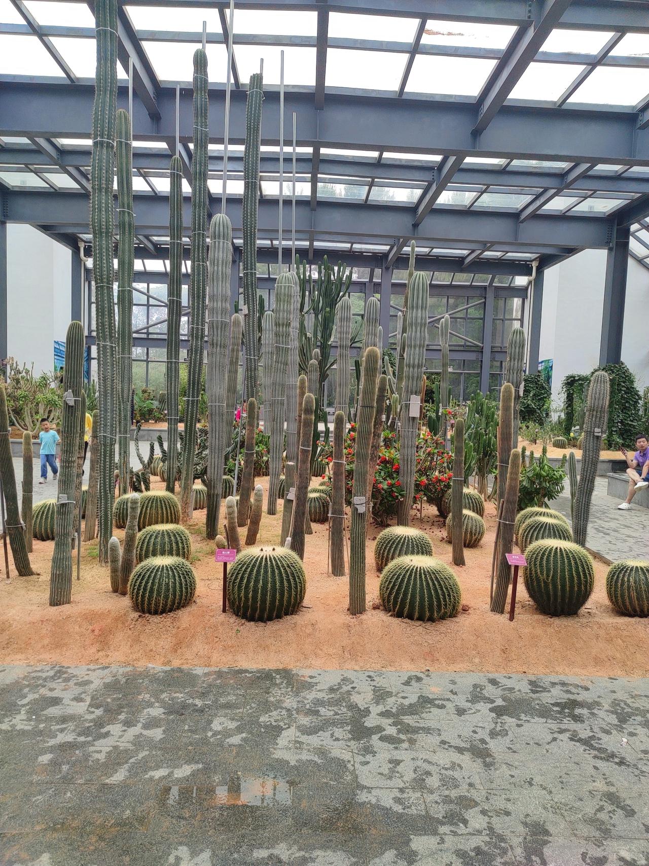 探秘室内植物园，感受大自然的奇妙！🌵🌱