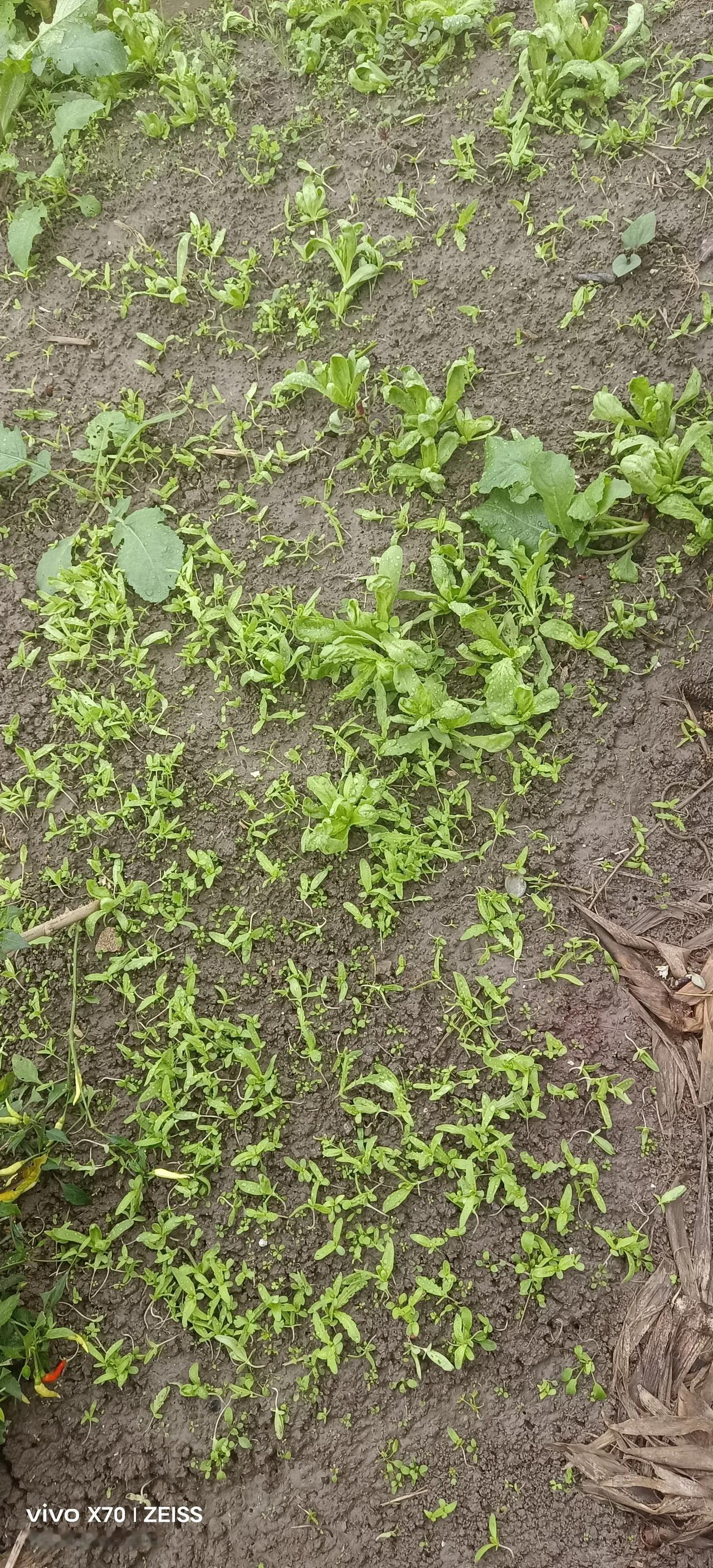 家里的小菜园，越来越多的蔬菜，茁壮成长[赞][赞][赞]

尤其是，蒌蒿根大部分