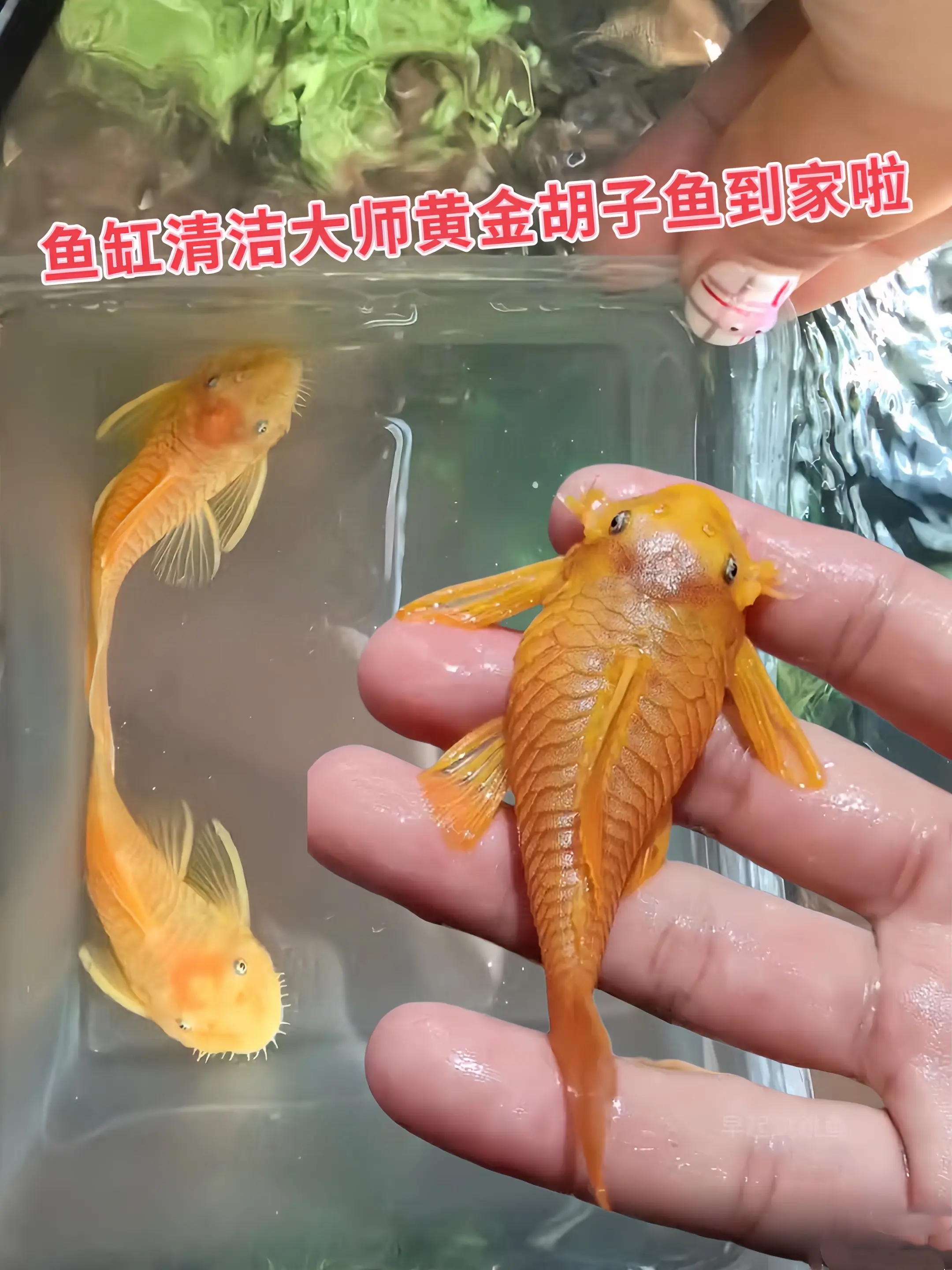 它不只是好看，还是鱼缸“清洁大师”。藻类是它的最爱，帮你轻松解决藻类泛...