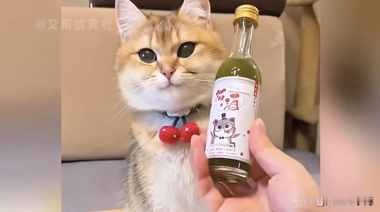 亲戚家的孩子独自一人在北京，家里养了两只猫。
今年30好几了，不谈朋友，不结婚，