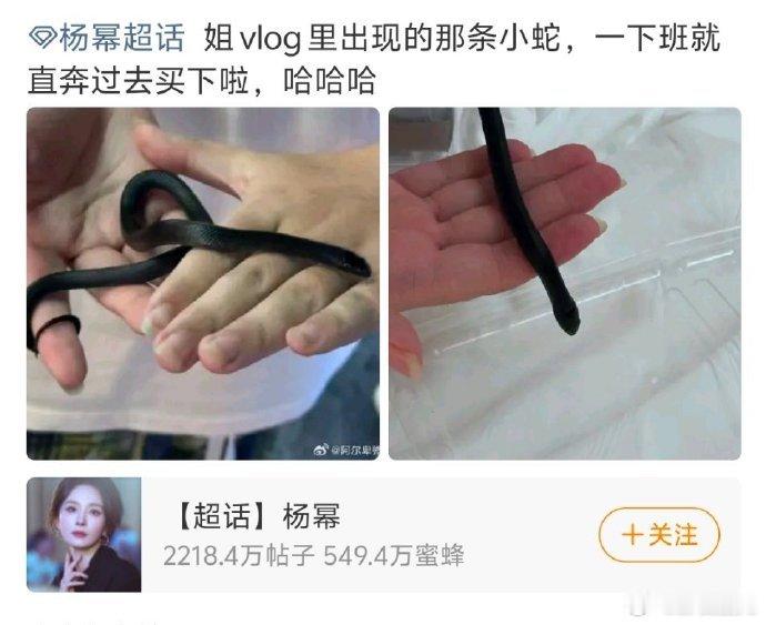 粉丝买了杨幂摸过的蛇 粉丝买了杨幂摸过的小黑蛇 谁被粉丝行动力震撼！杨幂上手摸过