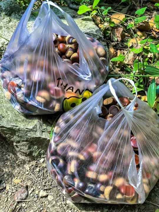 秦岭打野！黄峪寺徒步捡🌰超全攻略