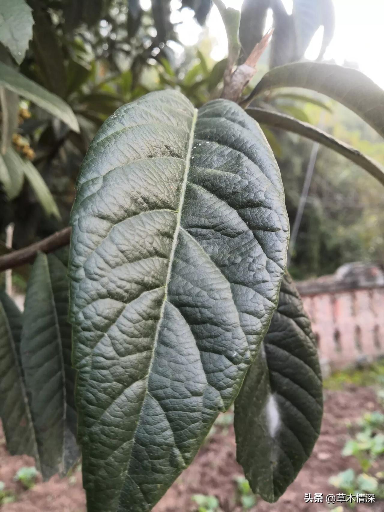 2025年11月28日，在德阳市中江县老家确实在人生的旅途中，可第一次发现枇杷树