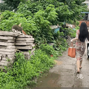 原来网络上有和我一样的投喂流浪猫的女人，我刹那间落泪，我，不是一个人在战斗![赞
