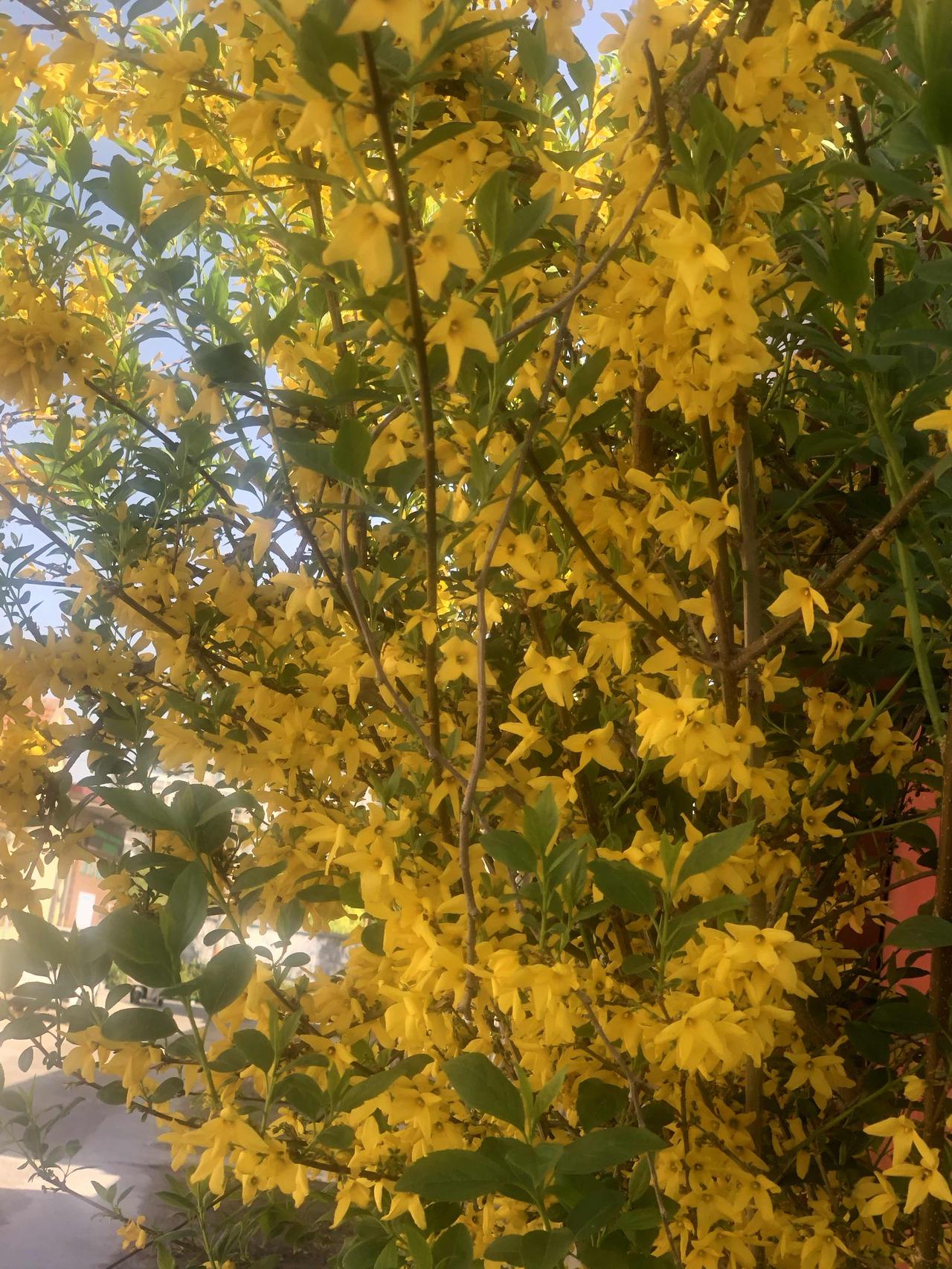 相册里的花花草草暖阳轻洒，满枝连翘热烈盛放。细碎金黄缀满枝桠，层层叠叠，簇簇相拥