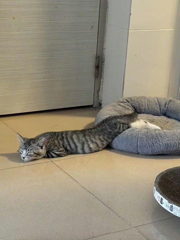 猫的睡姿，千奇百怪！ ​​​