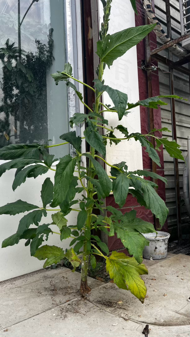 郸城[超话] 不抱怨环境，长成一道风景！  ​​​