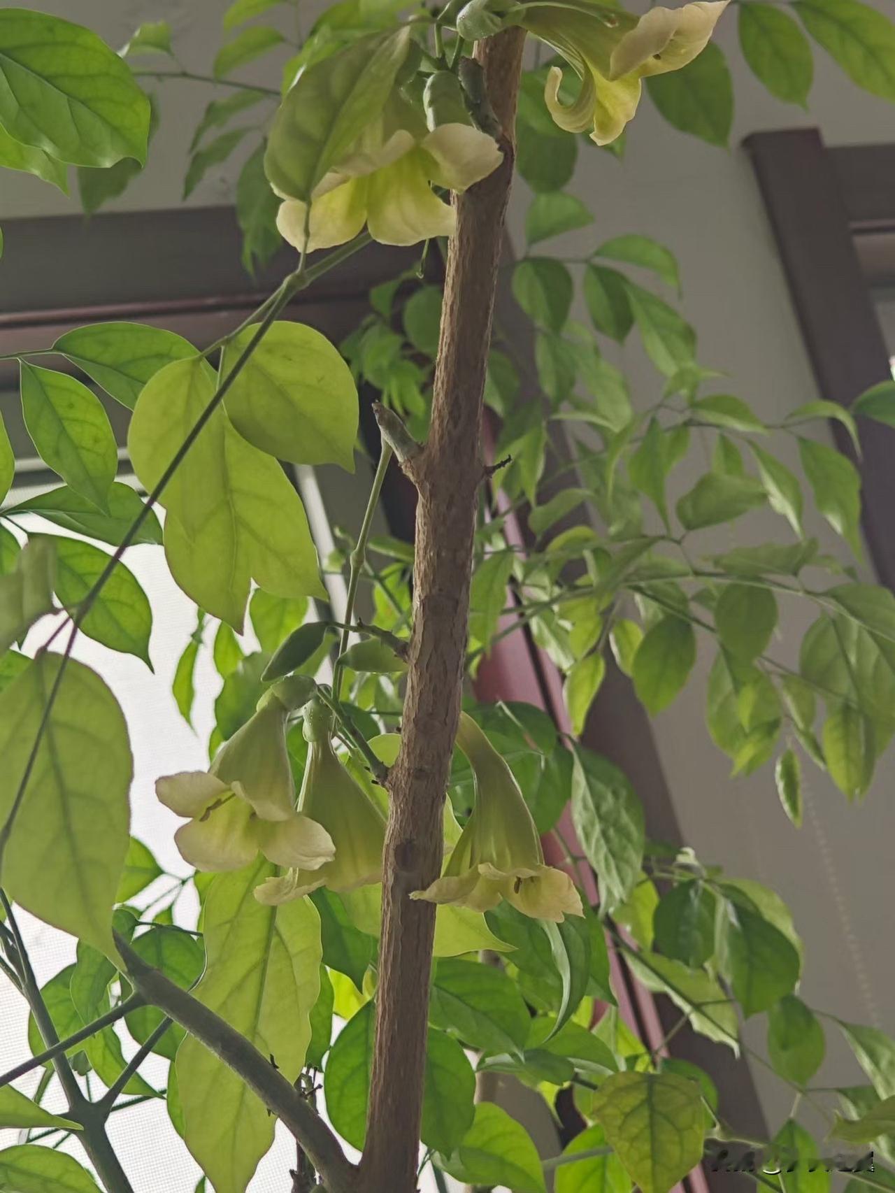 【小对联】
上：……？
下：截和。