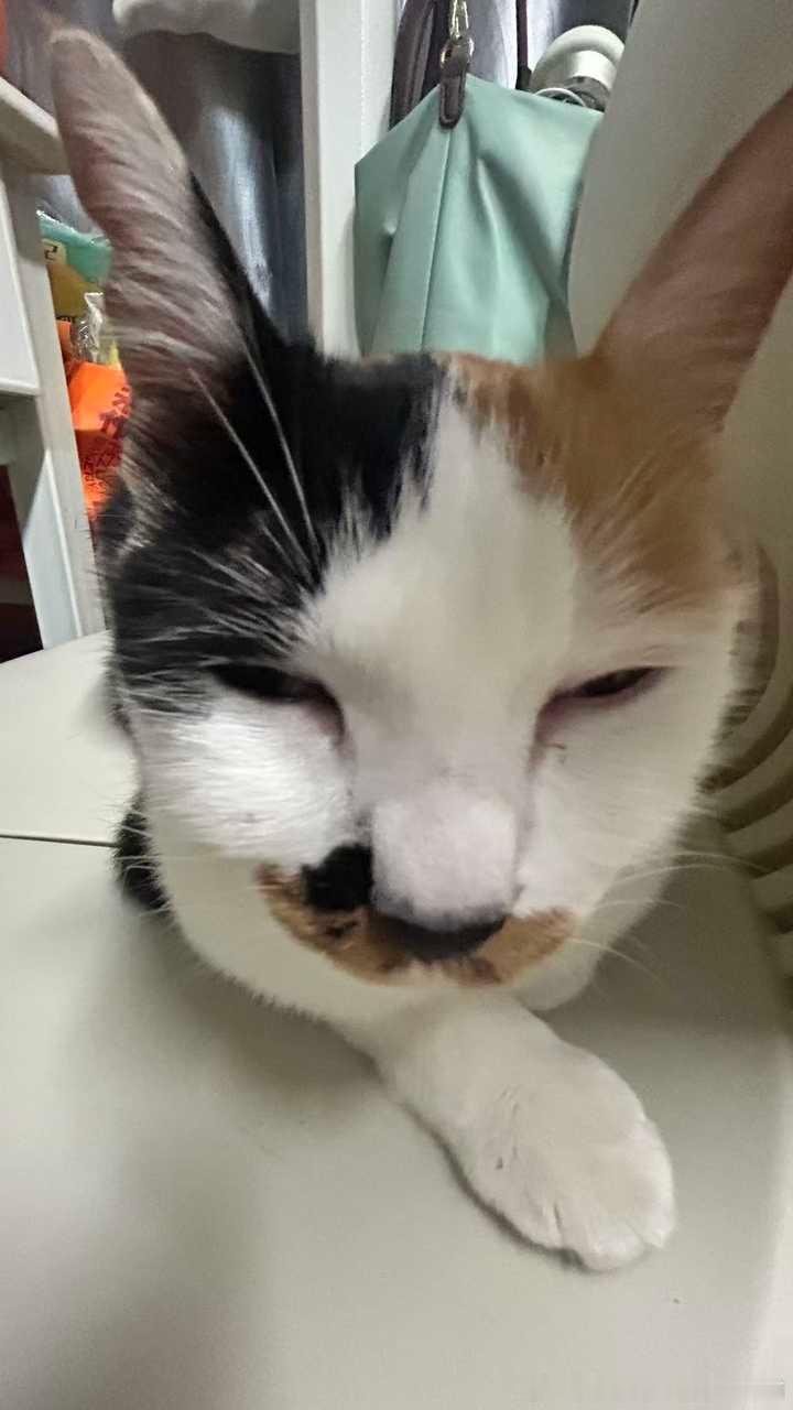 50335【丑猫】径直睡在了人类椅子上的雷霆大兔子 