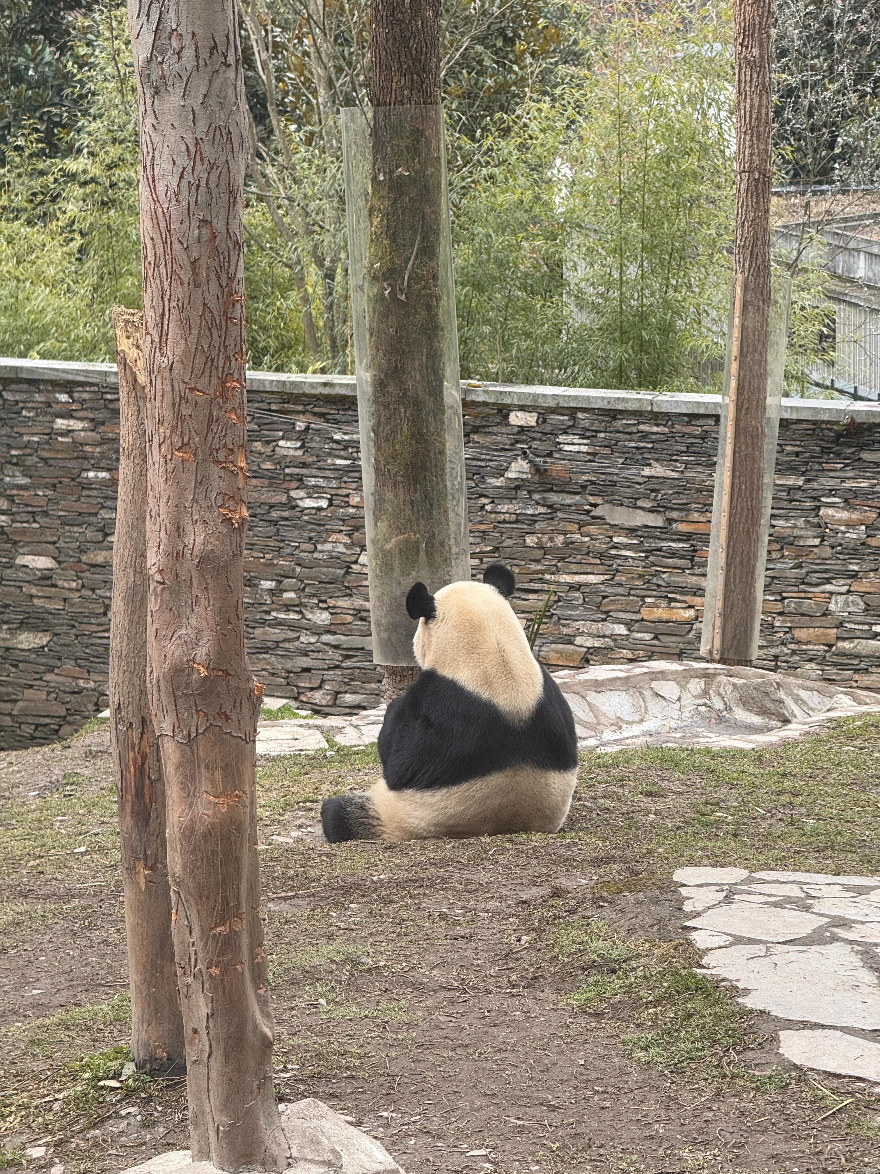 又是看大熊猫🐼的一天神树坪上今天还有雪景可以看，真的风景绝美这几天应该会给大家