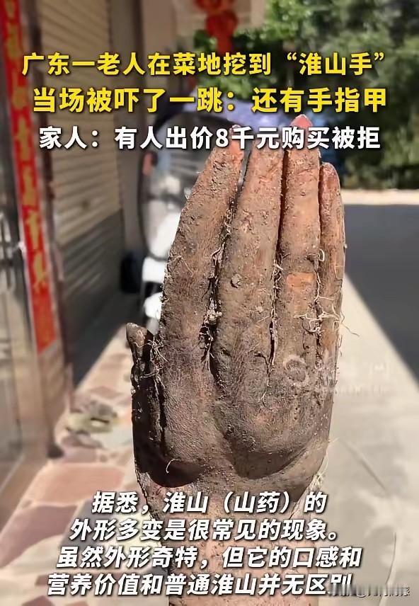 山药长成了人手的形状，看着真是把人吓一大跳，这东西怎么长的，为什么长得这么像人手
