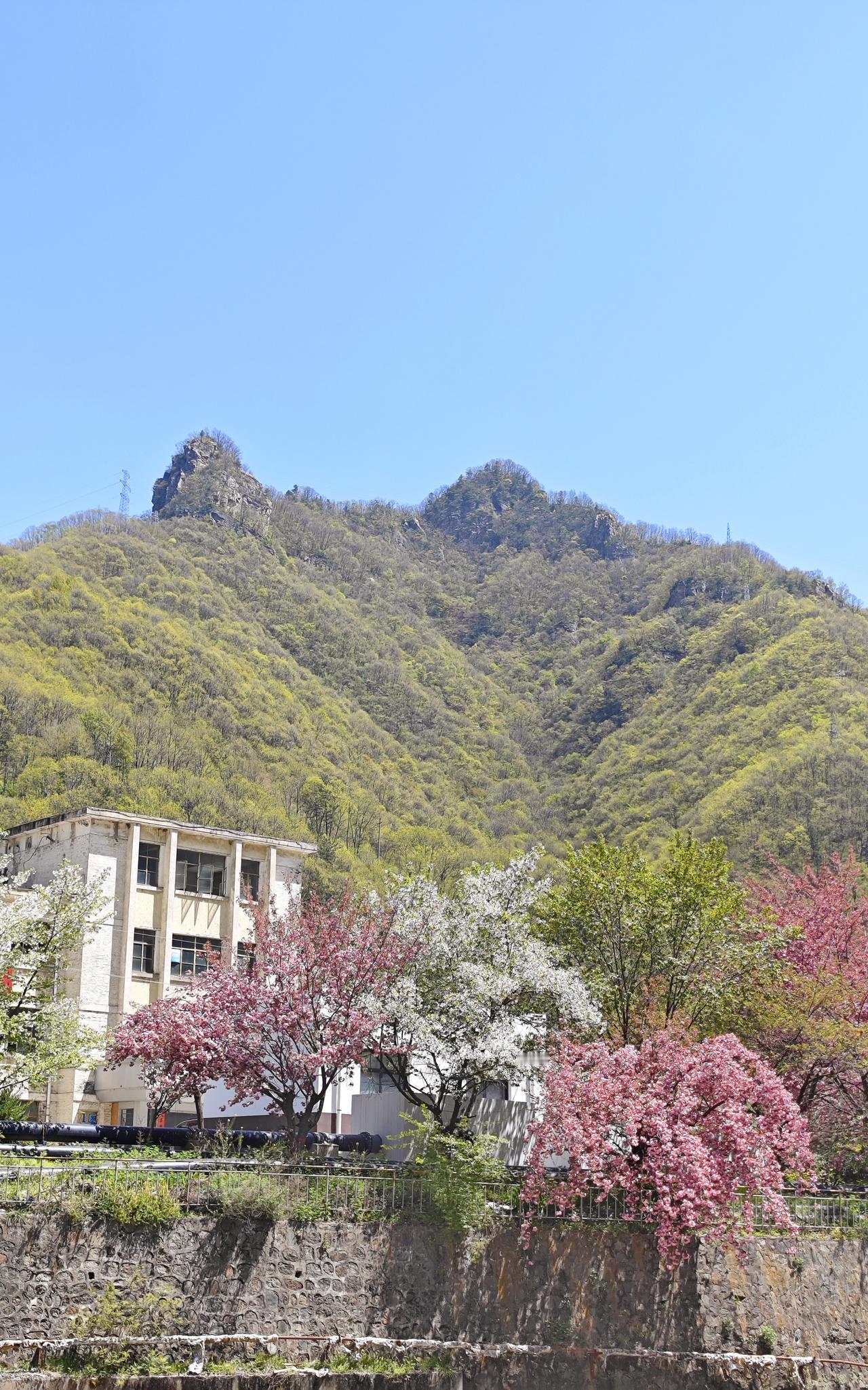 分享一张你最近随拍的照片大山脚下，白色红色樱花竞相绽放