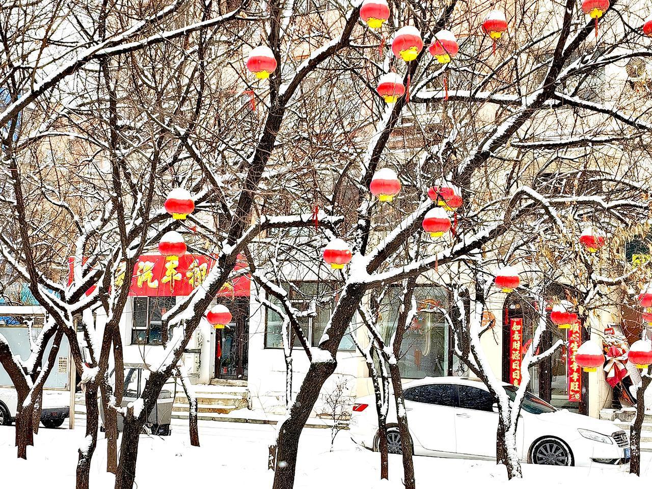 今日喜降春雪
杏树上挂的红灯笼
被白雪覆盖
真是好看