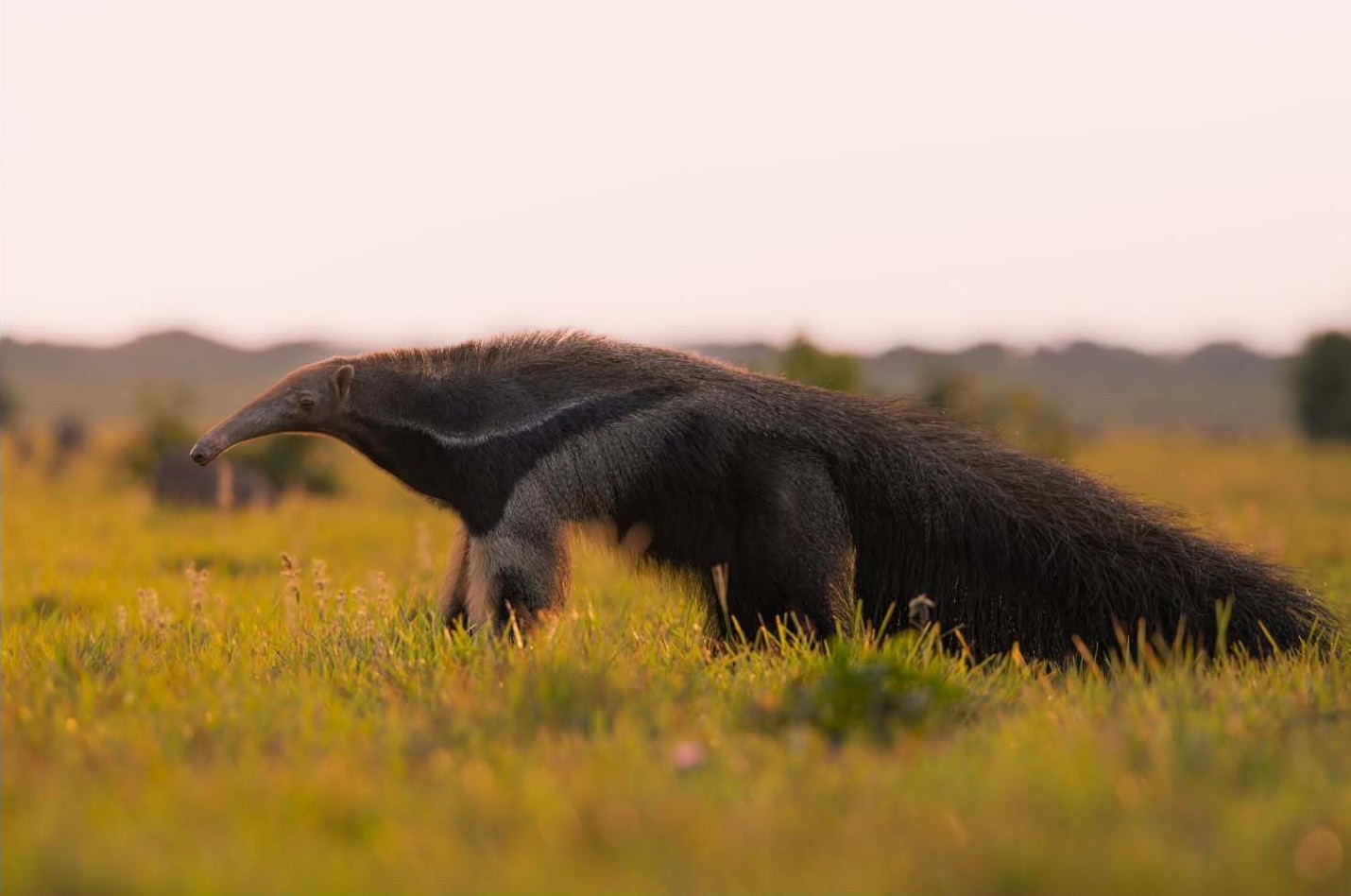 摄影师拍摄的这只野外溜达的大食蚁兽真的好美！给人美哭那种[悲伤]【ins：jca