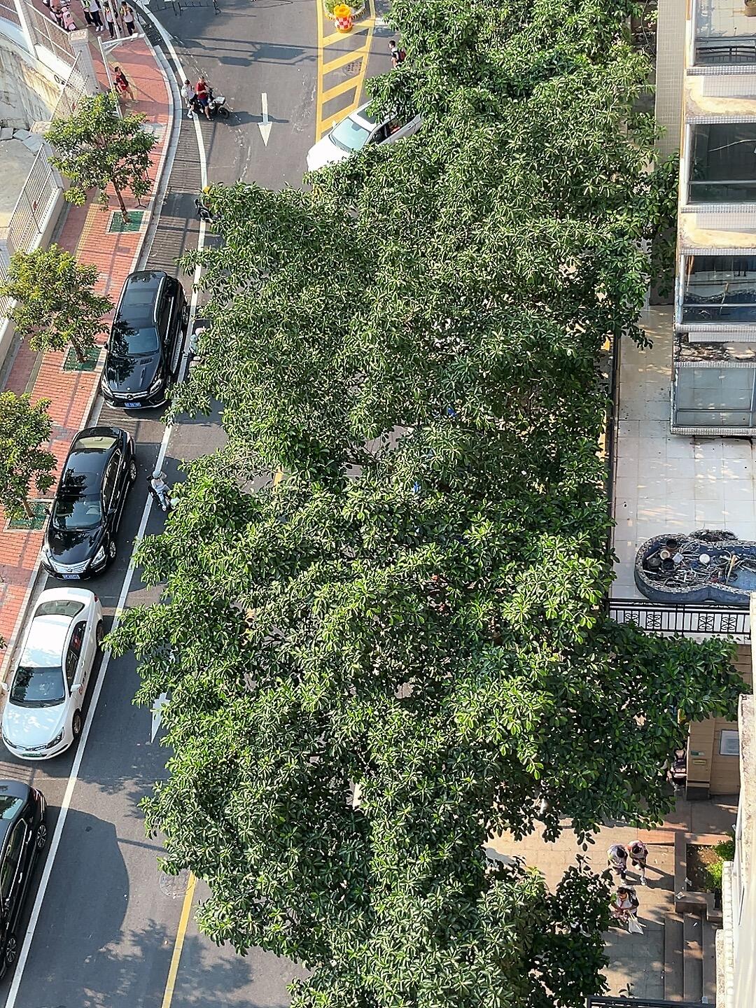 这条街上的树好高好高～