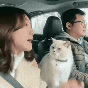 “解释不清了！”一对夫妻开车带猫回老家，中途，女子因为一点小事不停数落丈夫，丈夫