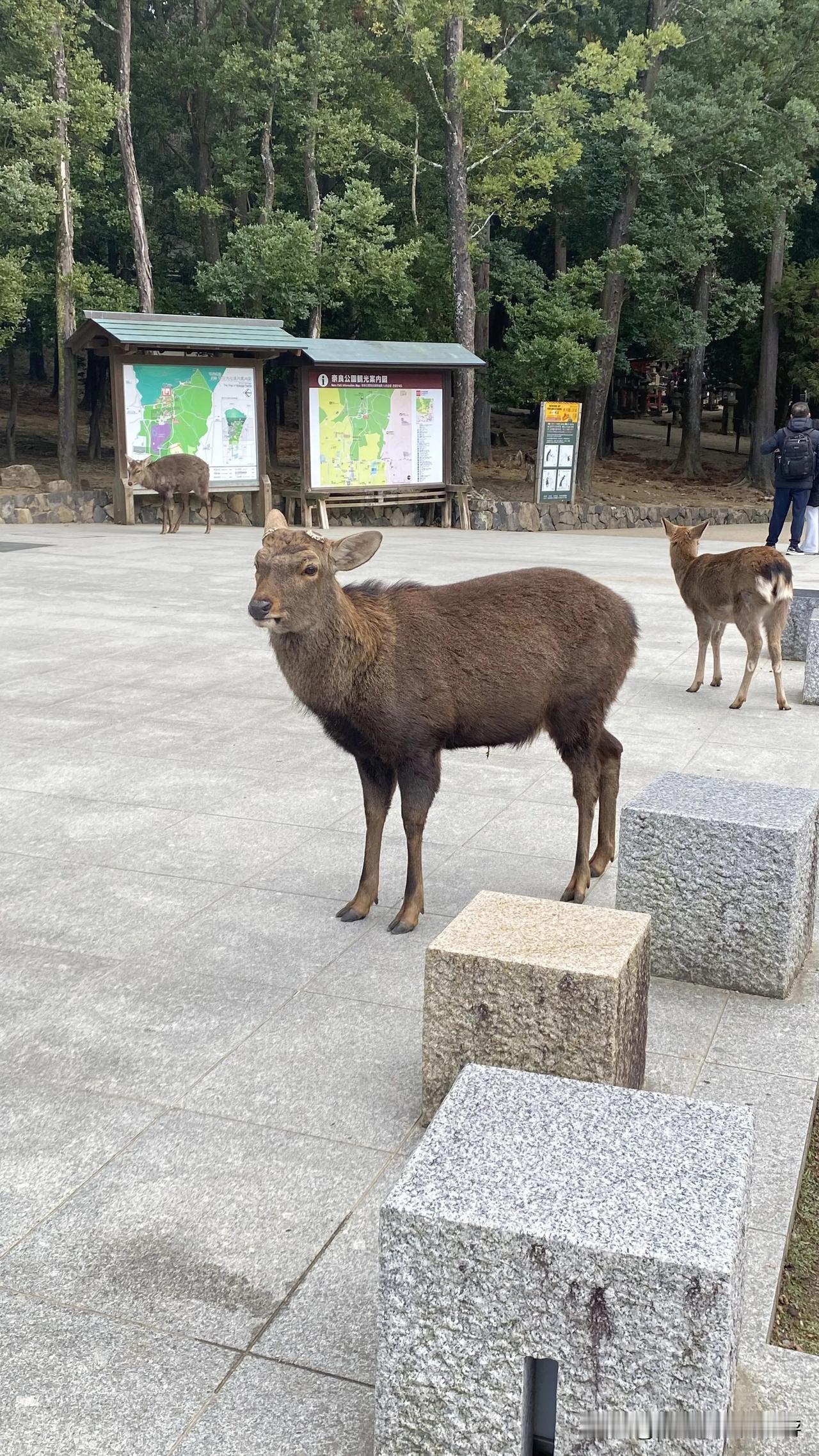 奈良公园里的小鹿