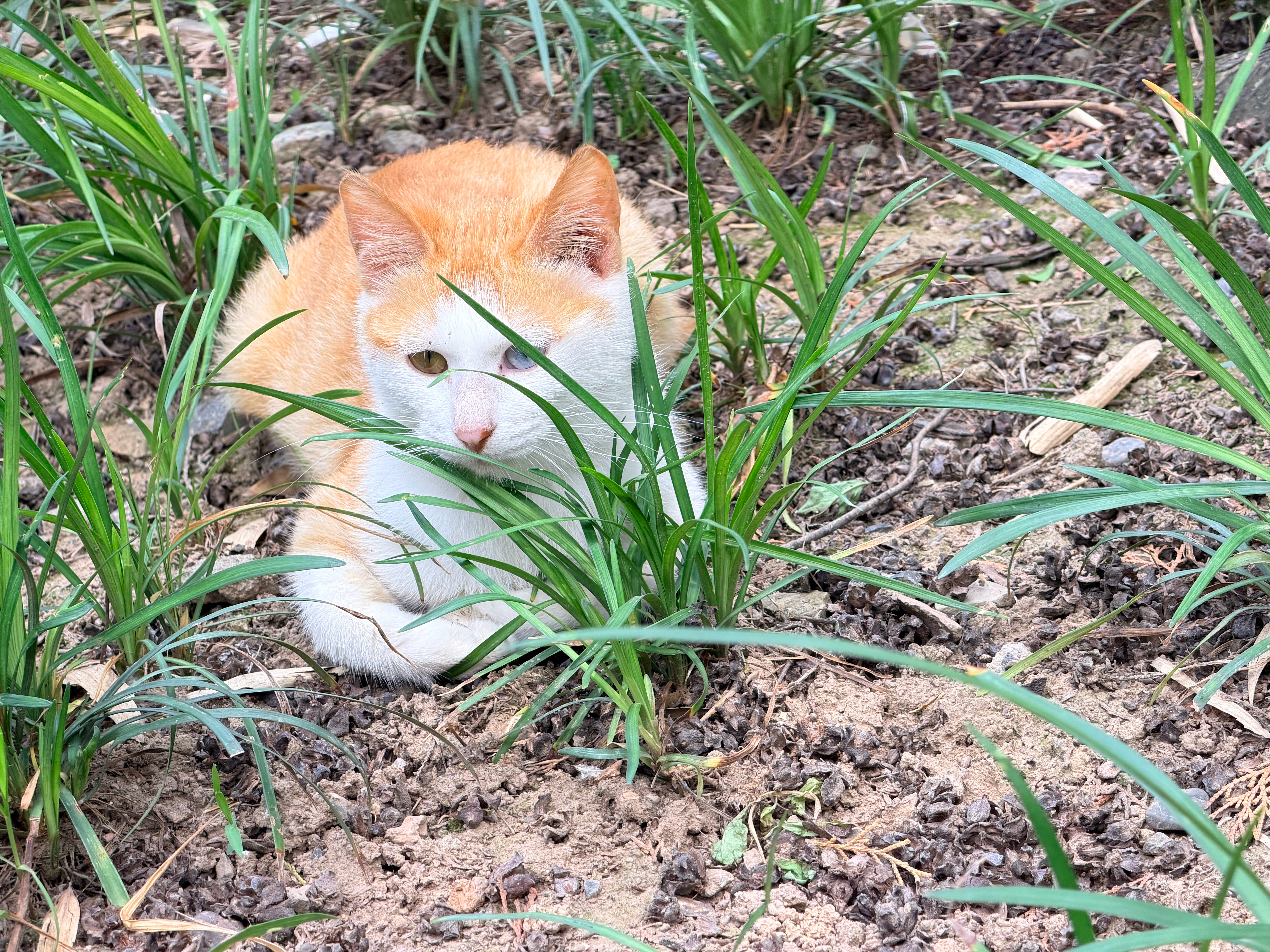 白马寺里是一只异瞳猫猫！ 