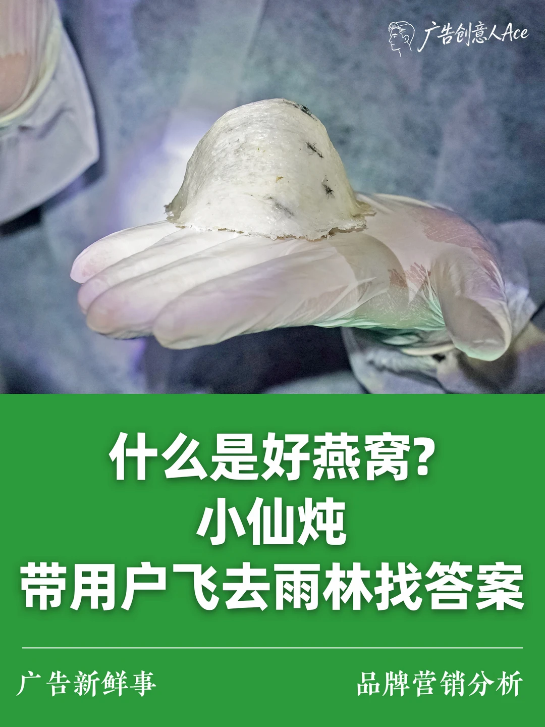 什么是好燕窝？飞去1.4亿年雨林找到答案了