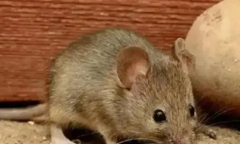 老李说现在夜里再也听不到粮缸边咯吱响。
我回村陪爸妈过周末，厨房墙角原来那个老鼠