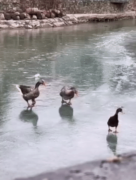 谁给它放的音乐[看]