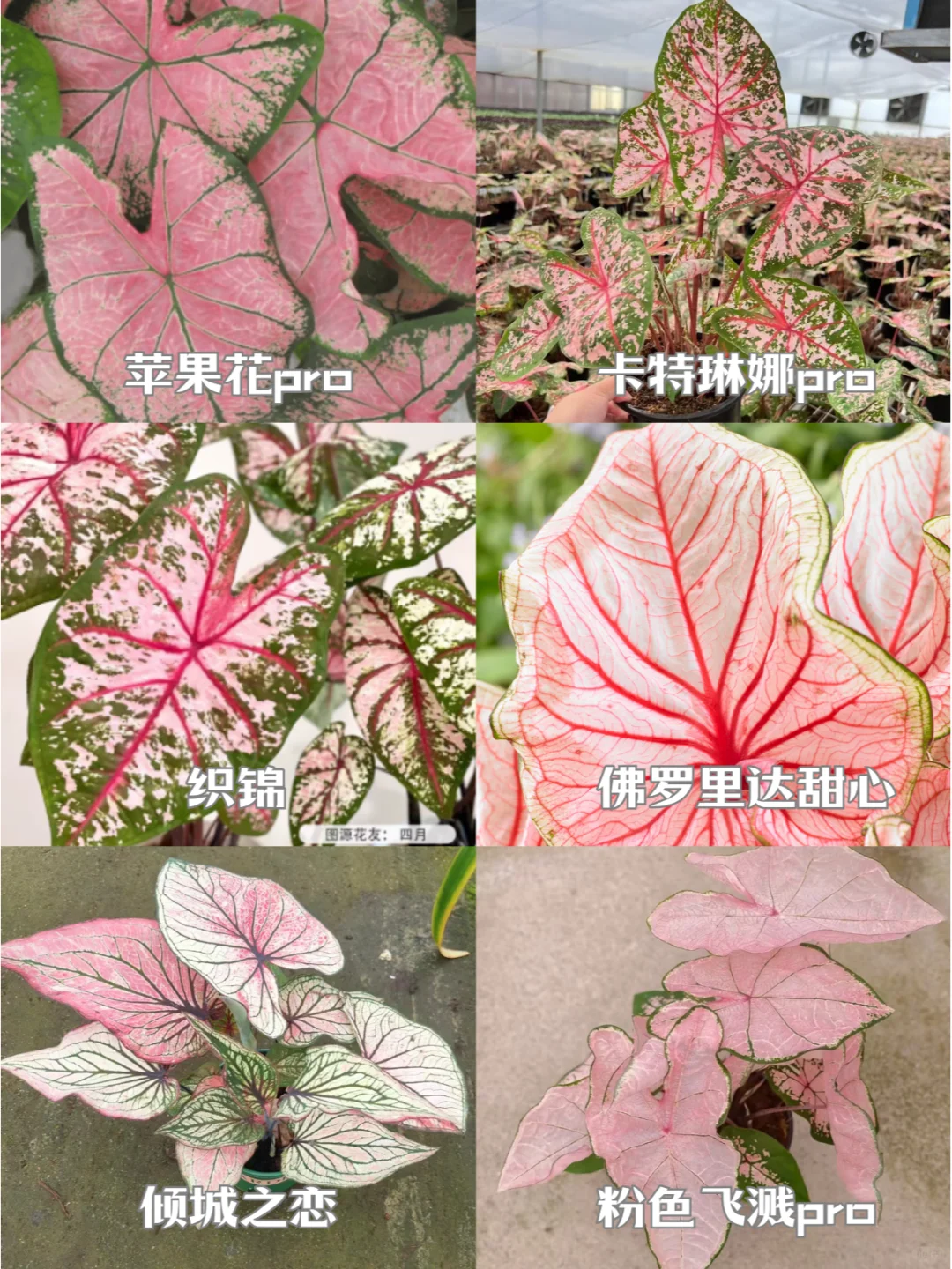 带你认识18种不同色系的彩叶芋！