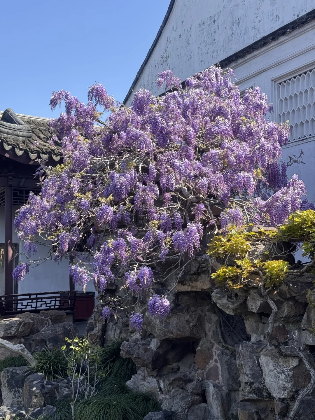 “一树盛开的紫藤花”！