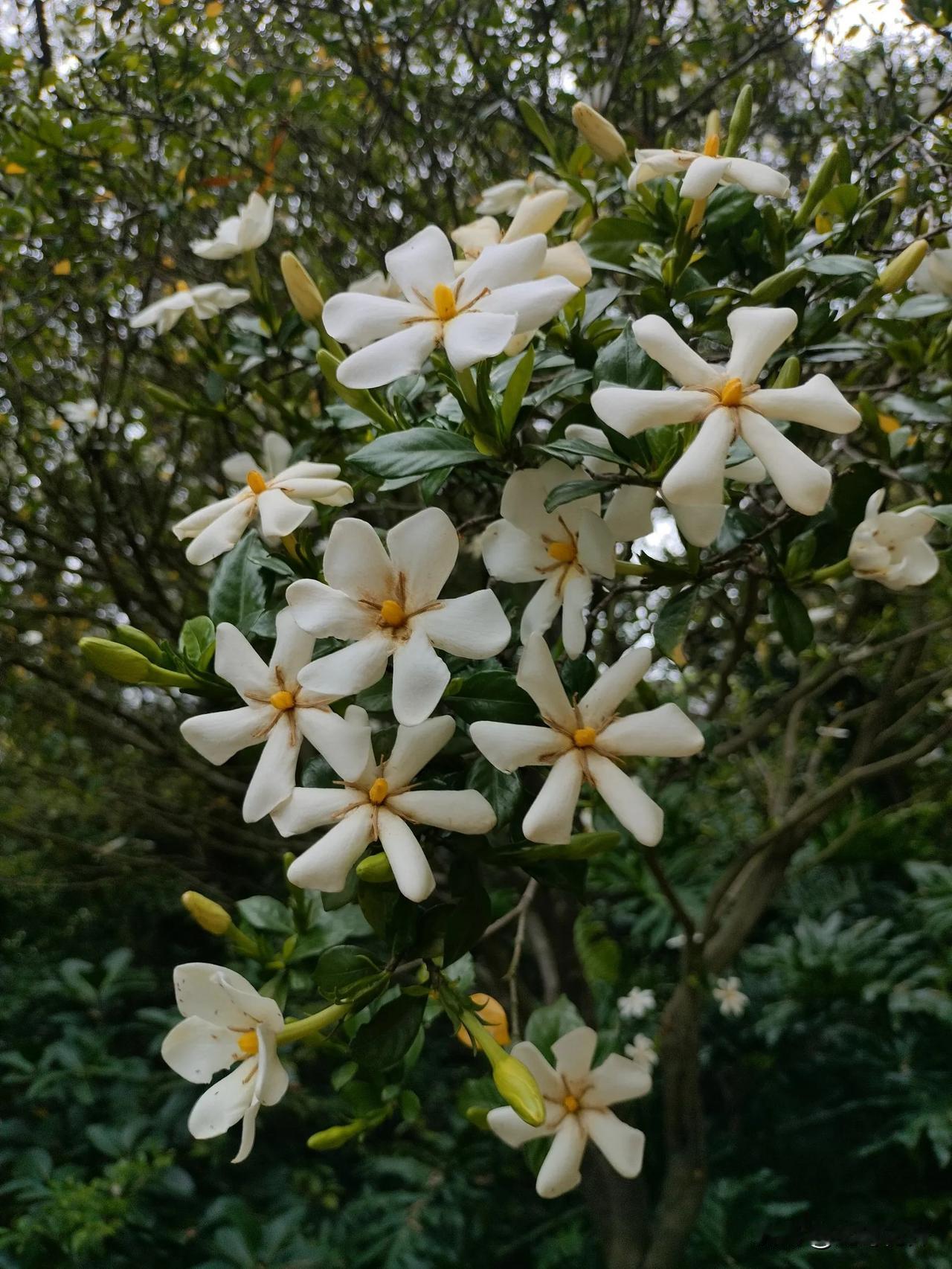 栀子花开
一棵山栀子花开一树，芳香四溢，清新怡人！