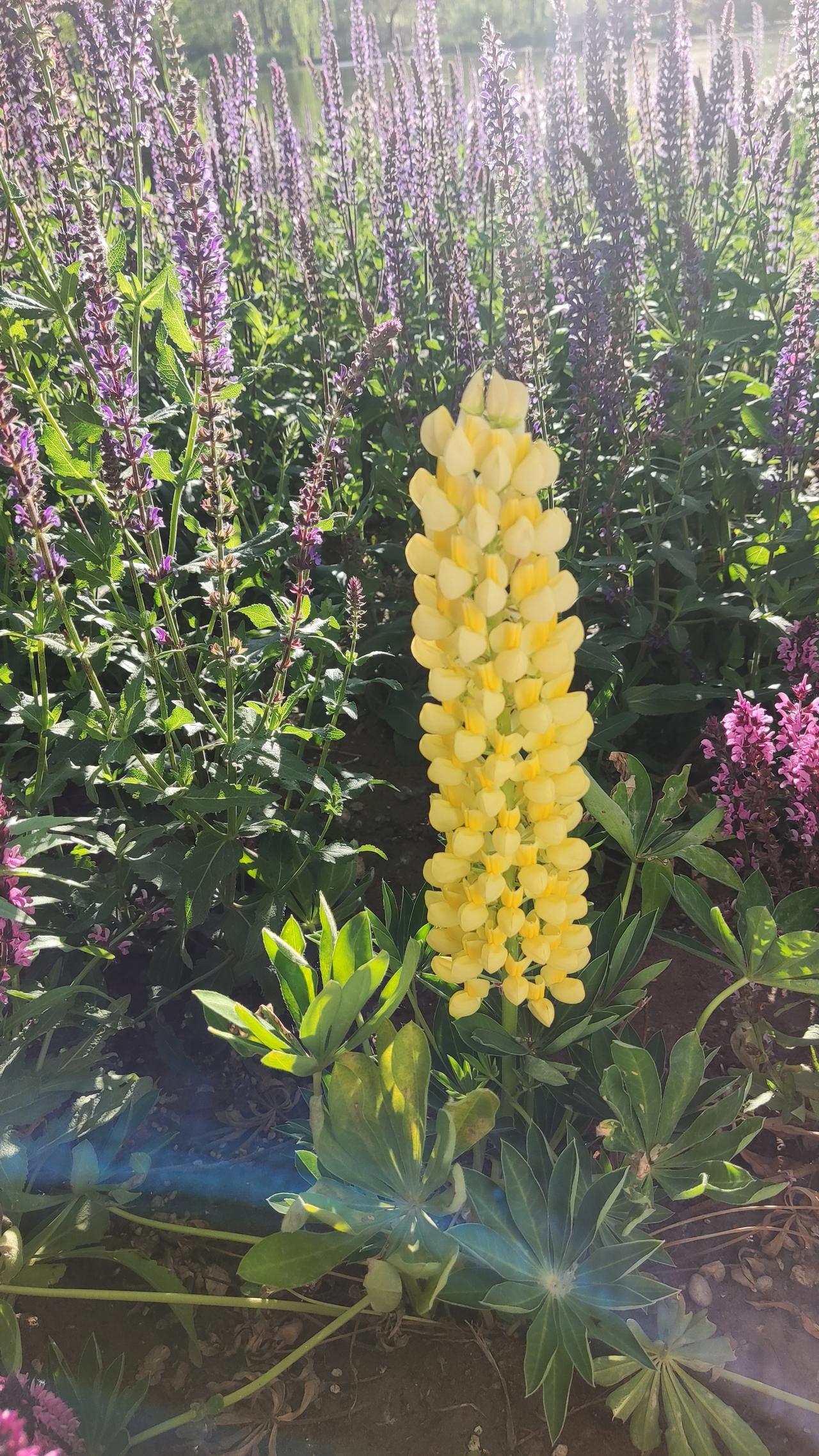 鲁冰花