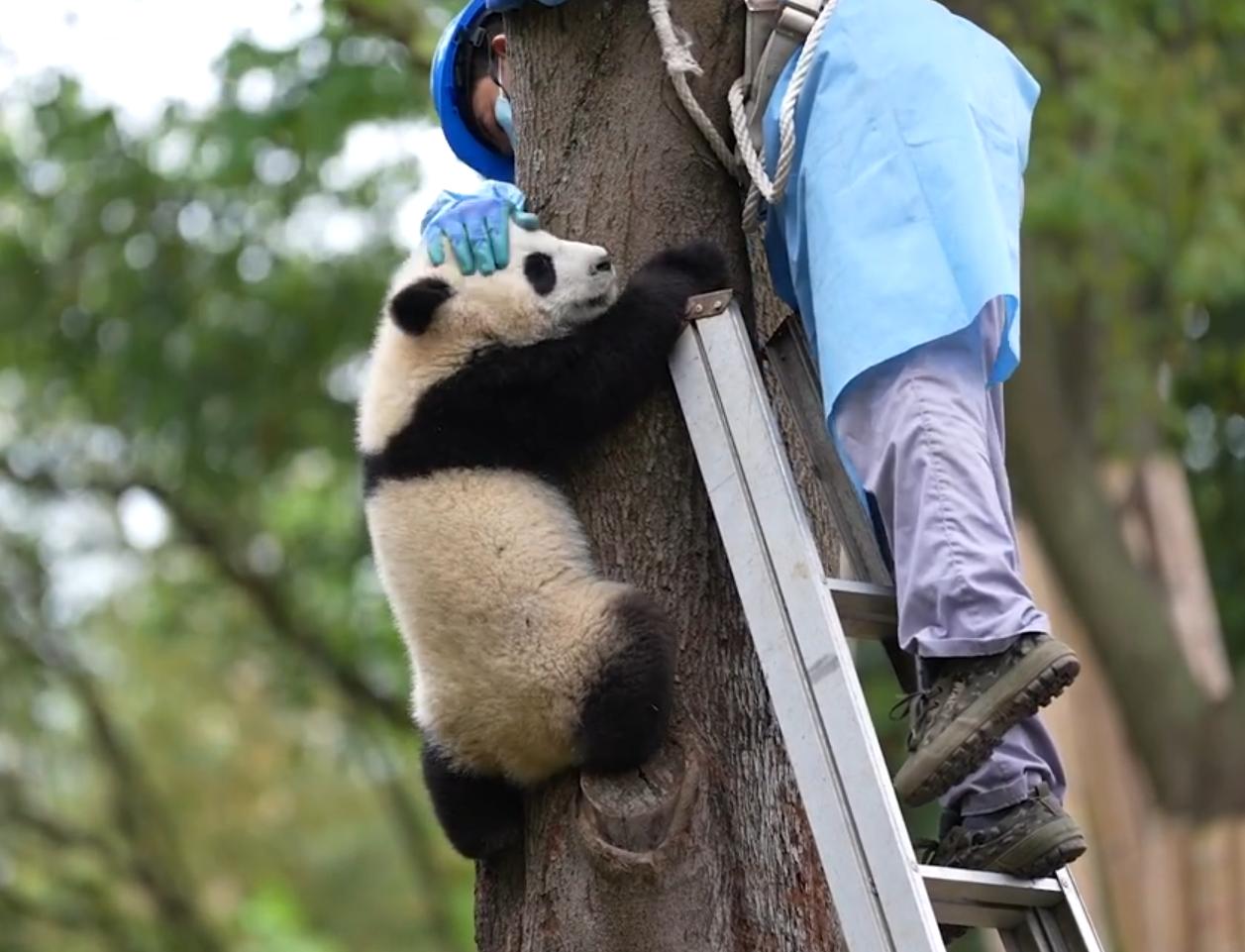 收熊猫崽崽简直是饲养员的年度 “硬核挑战”，这组奶爸爬梯子收熊的现场，又好笑又好