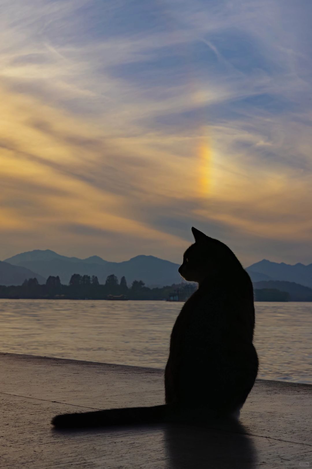 解锁新的人生猫片，幻日和猫同框