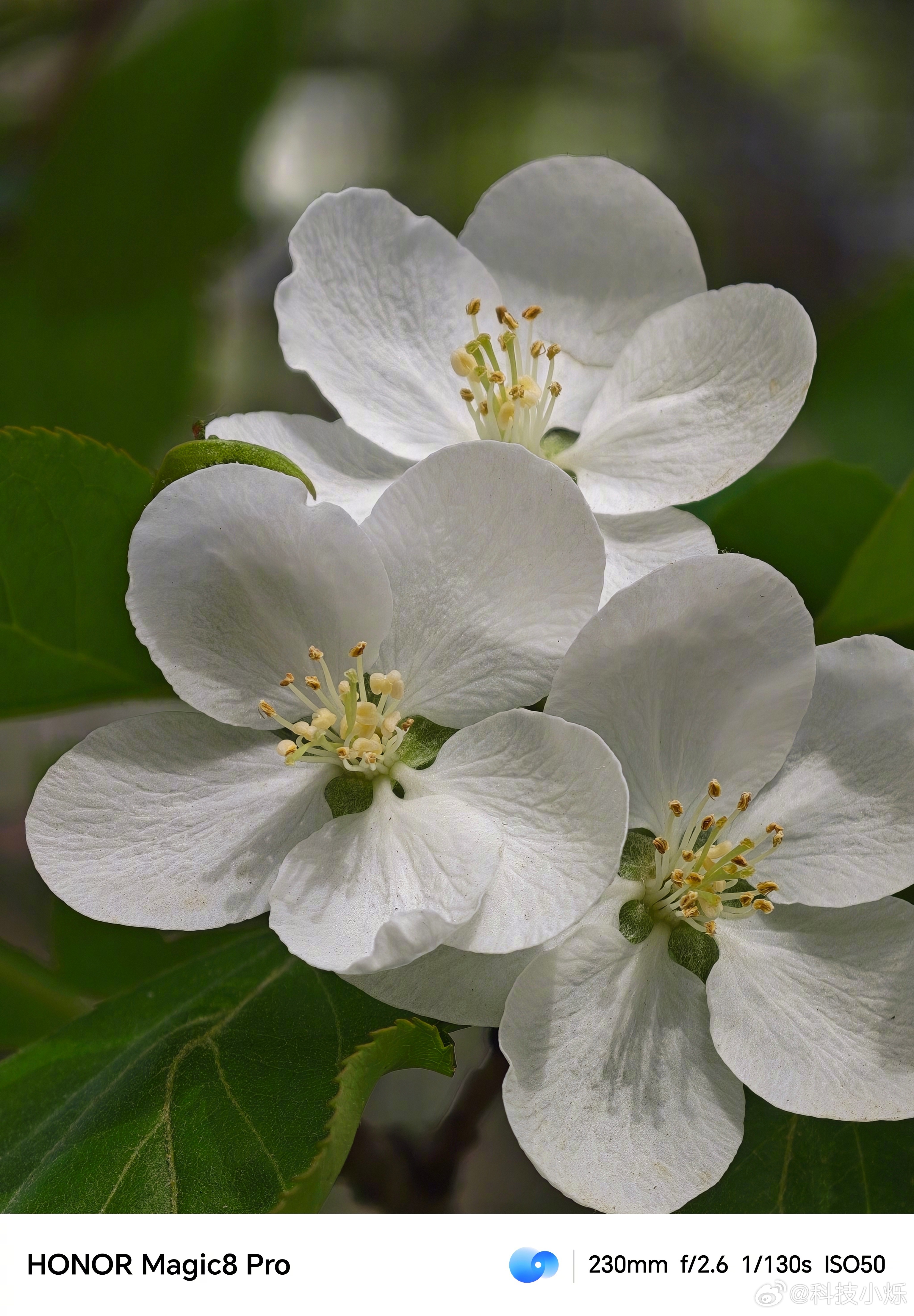 公园偶遇一树纯白海棠，清透如雪，太治愈了🌸用荣耀Magic8 Pro随手拍，花