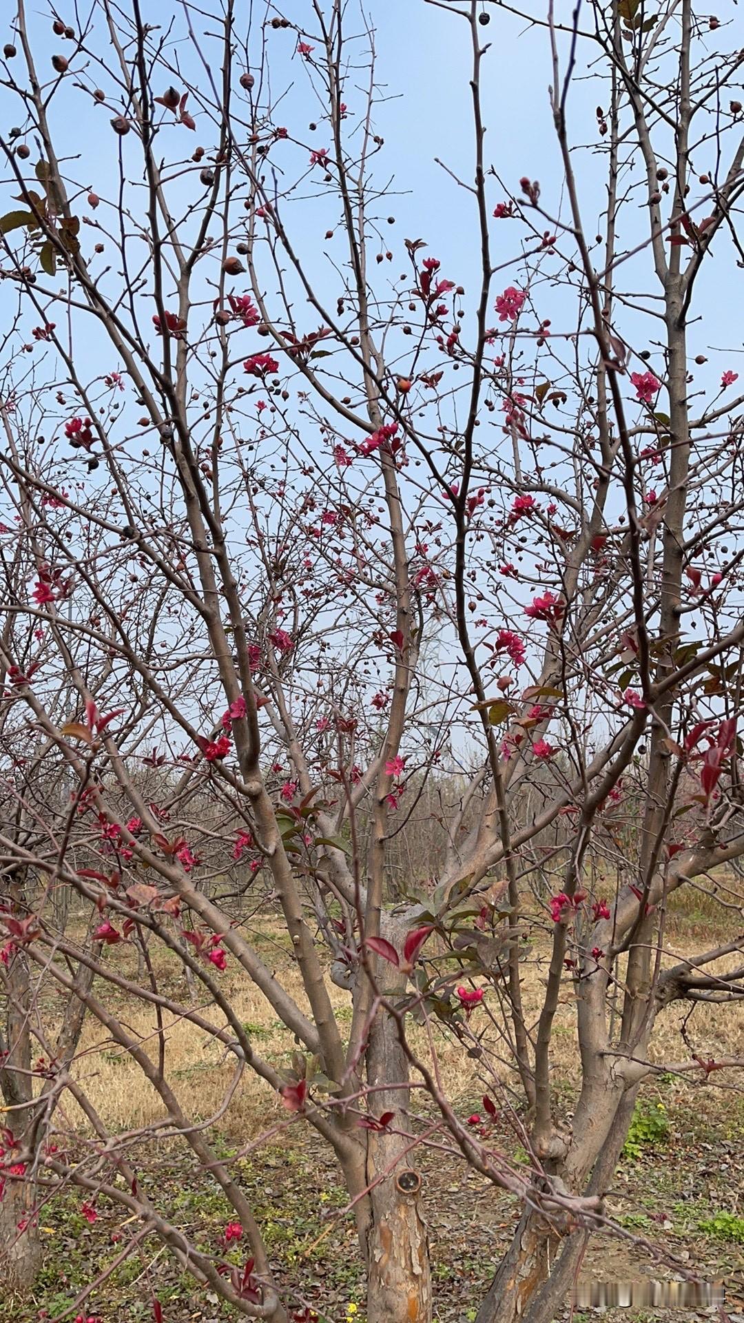鲁班发明了锯……那应该是第五大发明了！
西方人用锯来切面包，就像我们发明了火药做