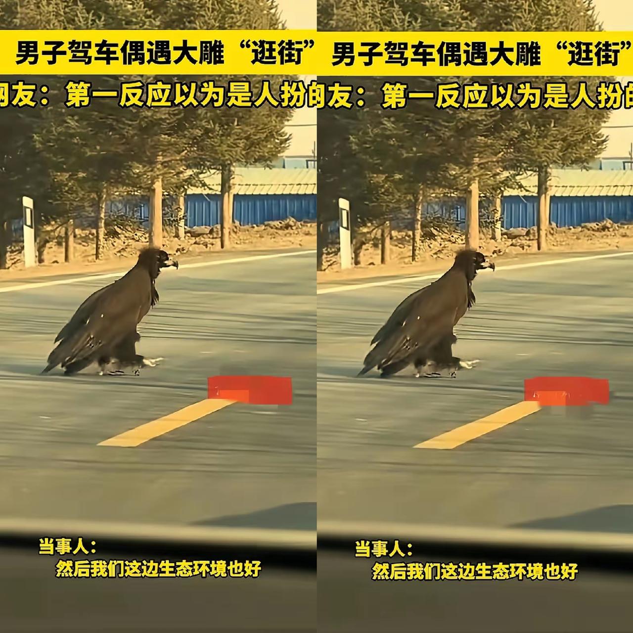 好家伙！
     吉林珲春街头惊现“座山雕”逛街，气场全开，差点以为是真人co