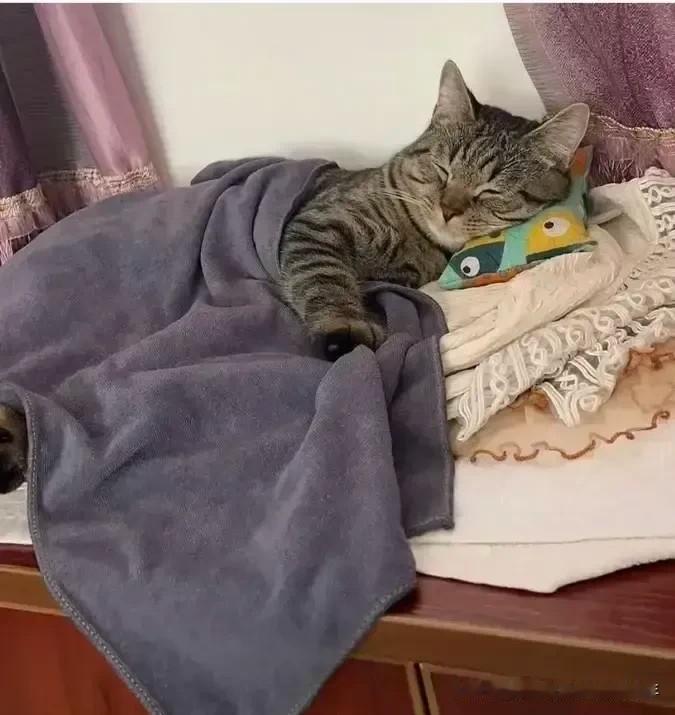 气死我了，我家这猫猫一岁半了，好吃的好喝的供着它，摸也不让我摸，抱也不让我抱，一