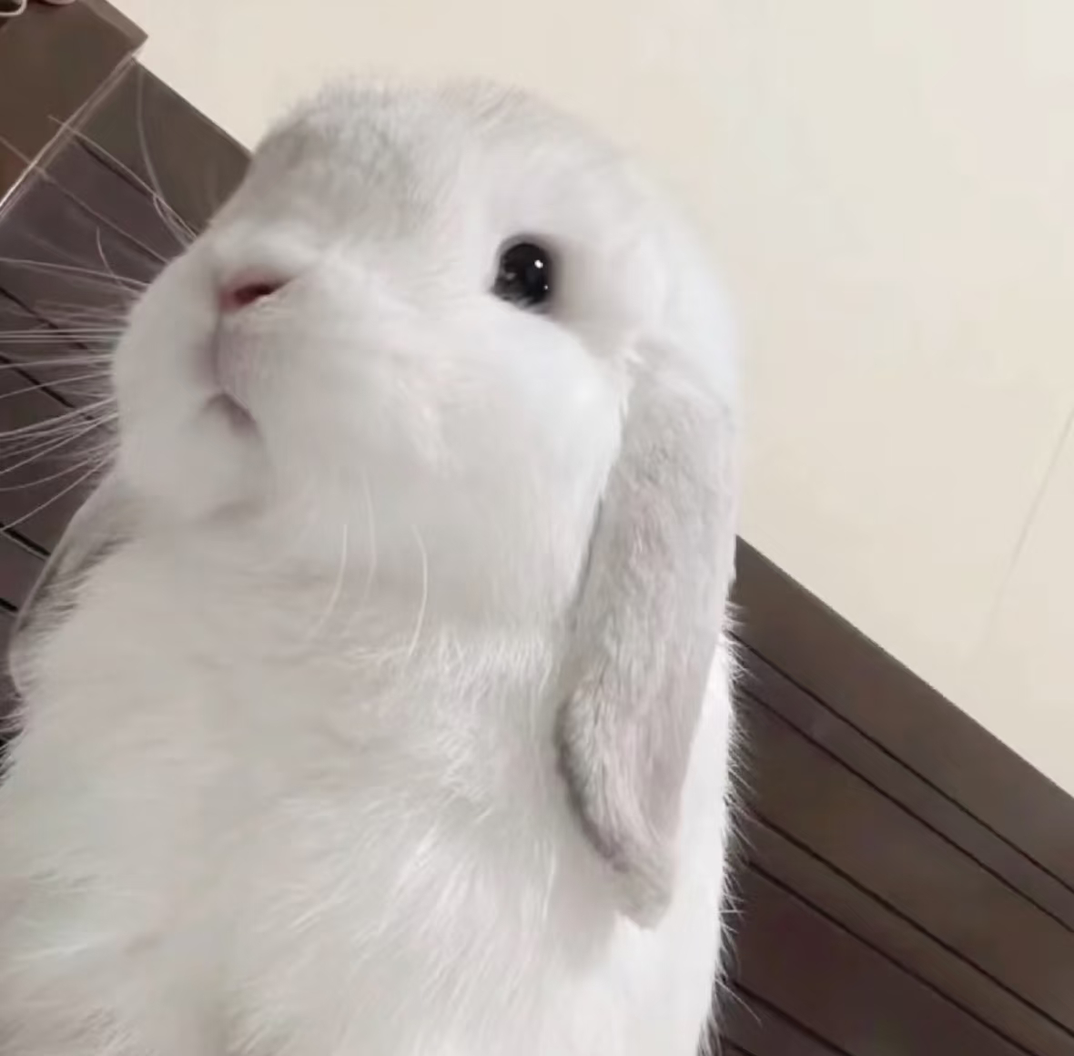 𝐀𝐯𝐚𝐭𝐚𝐫｜审兔积累 恋兔晚期 ♡˙˚ʚ ᕱ⑅ᕱ ɞ˚˙♡ 