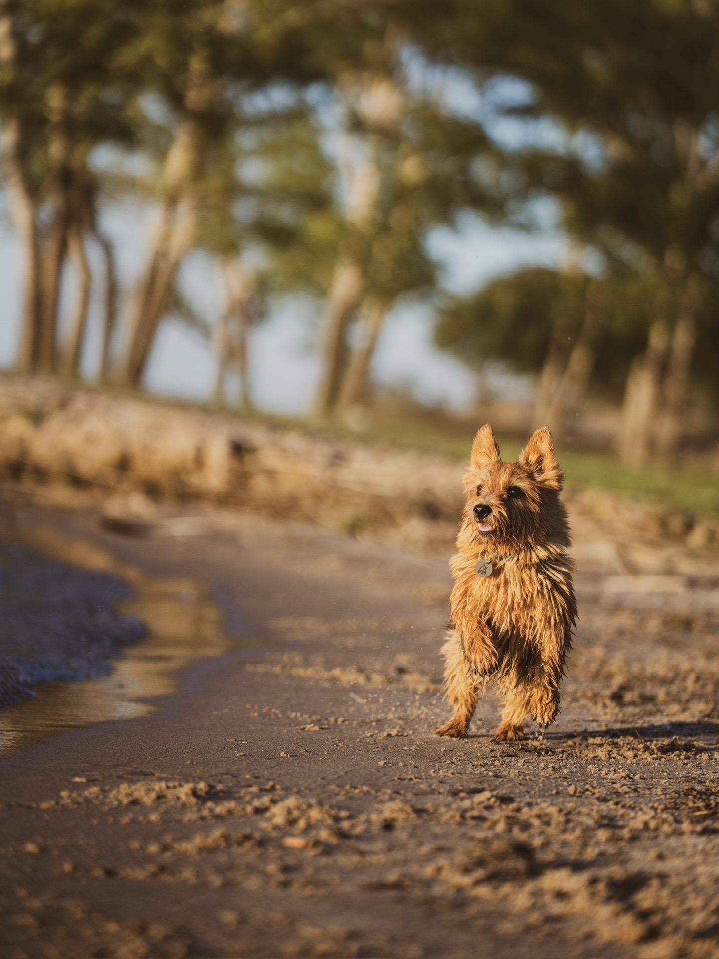 诺维奇梗的天性！