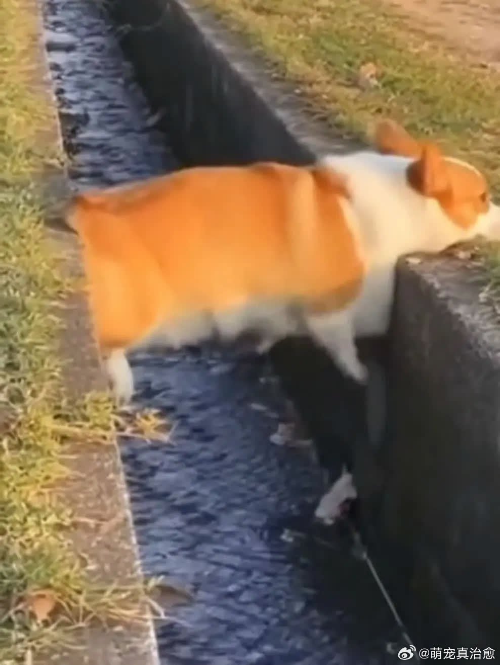 这也太巧合了叭😂萌宠宠物