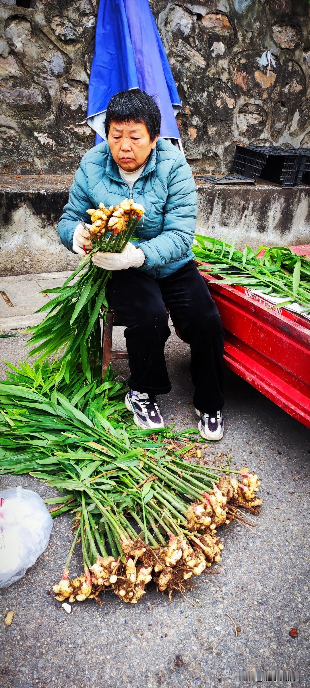 冬日生活打卡季冬日里的厨房，总会备着几块生姜，拌凉菜切成丝，炒呀溜呀炖呀熬菜都会