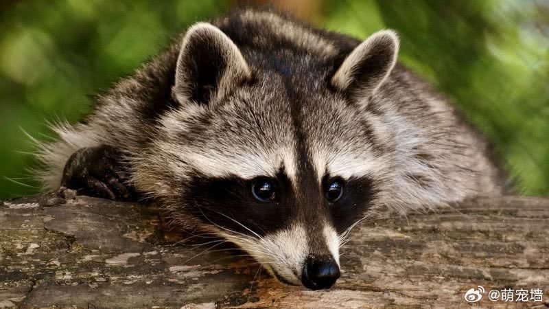 以防你不知道这个冷知识！一个普通人（身高 1.83 米）的肛门可以扩张到大约 2