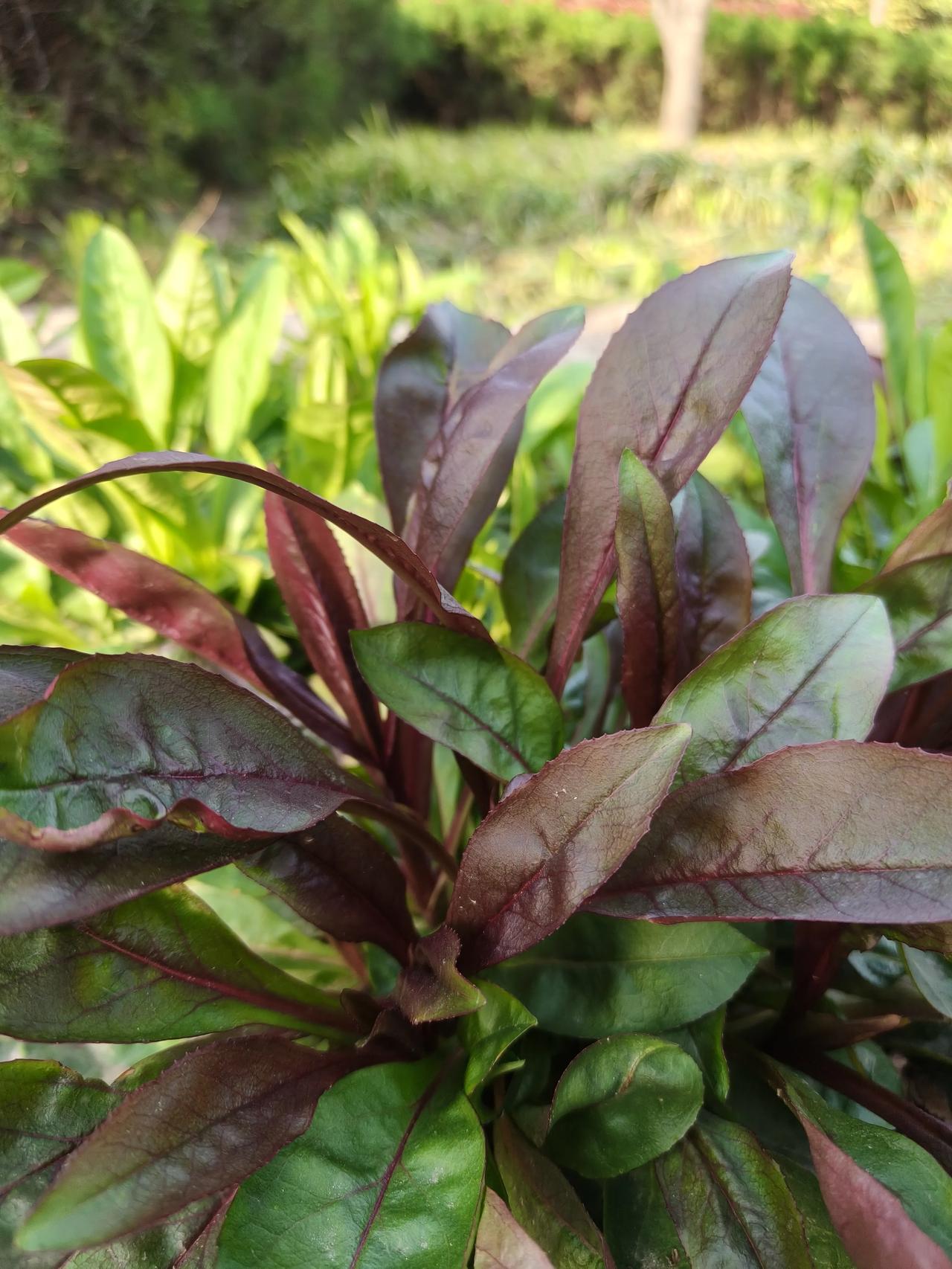 图1️⃣我以为也是马兰头，没想到它叫…红叶甜菜。

图4️⃣才是真正的马兰头…[