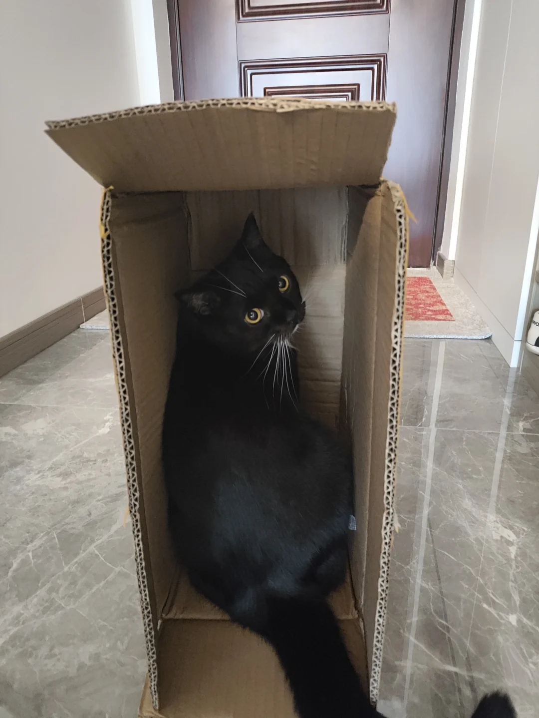 新入的黑猫警长摆件到货了