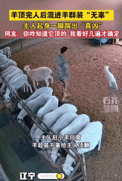 辽宁一男子赶小羊回窝，结果，竟然有一只羊趁他不备，直接将他顶翻在地，顶完转身就混