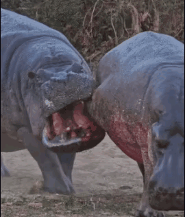 只有同行才是赤裸裸的仇恨～