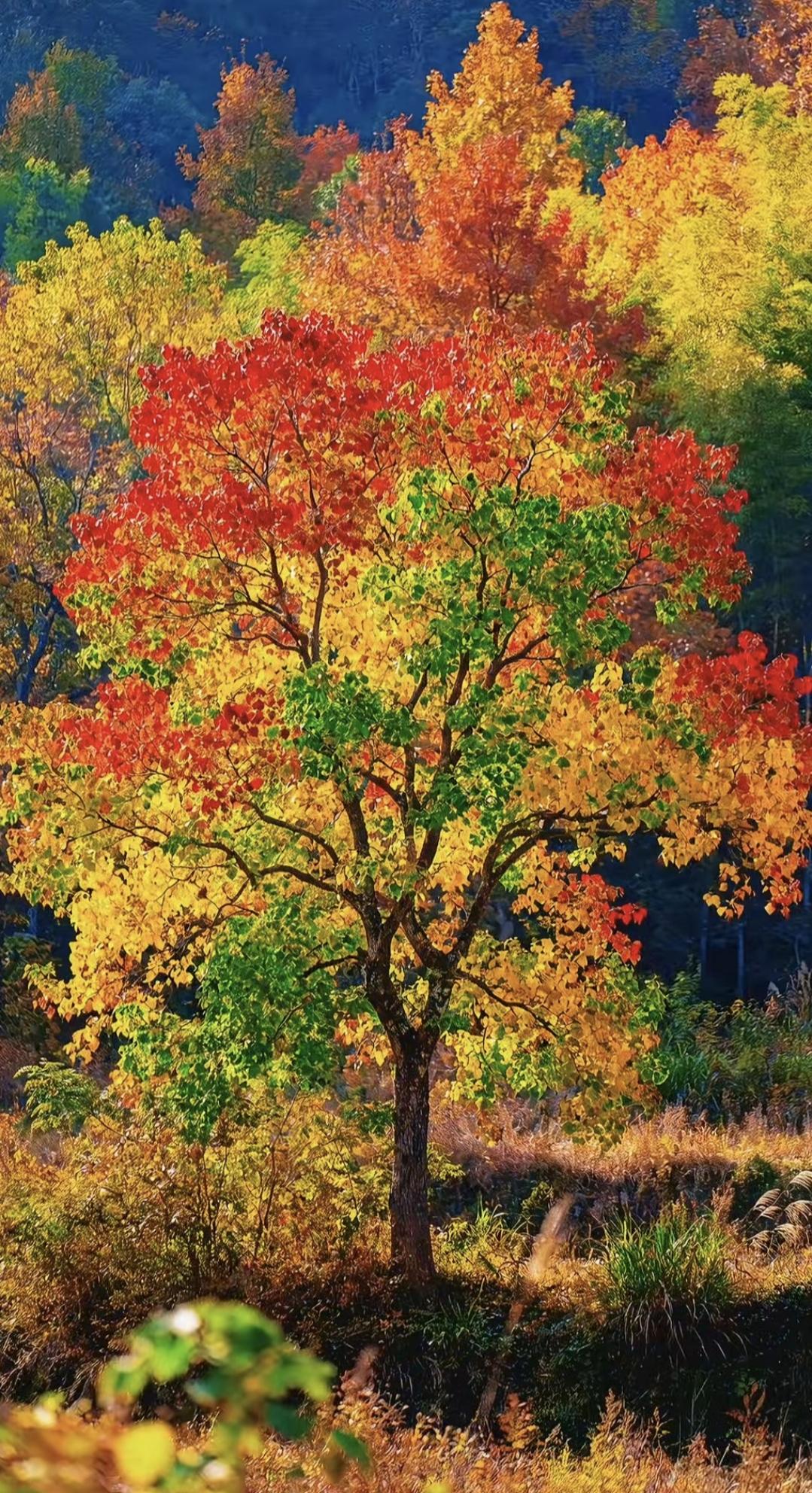 五彩斑斓五颜六色的树，只有秋天树