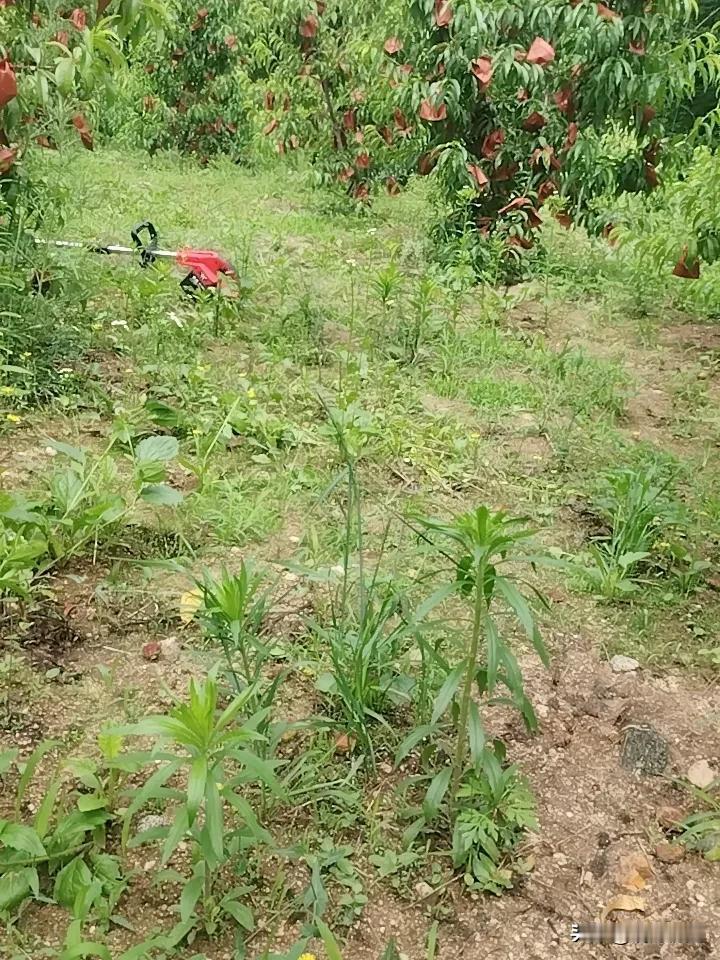 有网友问我，为什么各个平台都停更了？

我苦笑：“因为我要当地主婆了……”

今