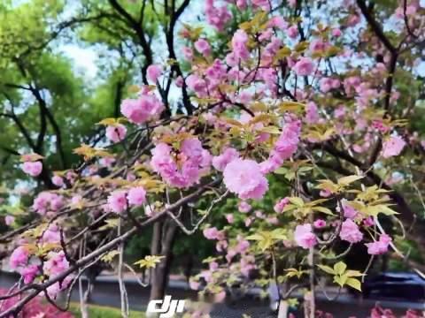 一组视觉超爽的黑白转彩色卡点随拍！🔲🟩
当像素块蔓延开来，万里长城、北京天坛与满池荷花瞬间恢复生机与