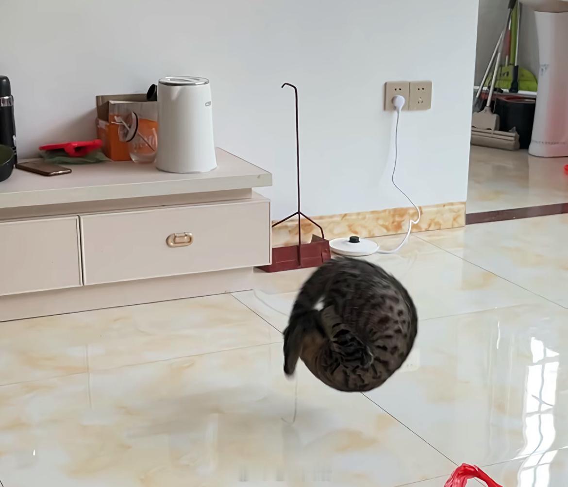 我家猫真会后空翻，不信你看： ​​​