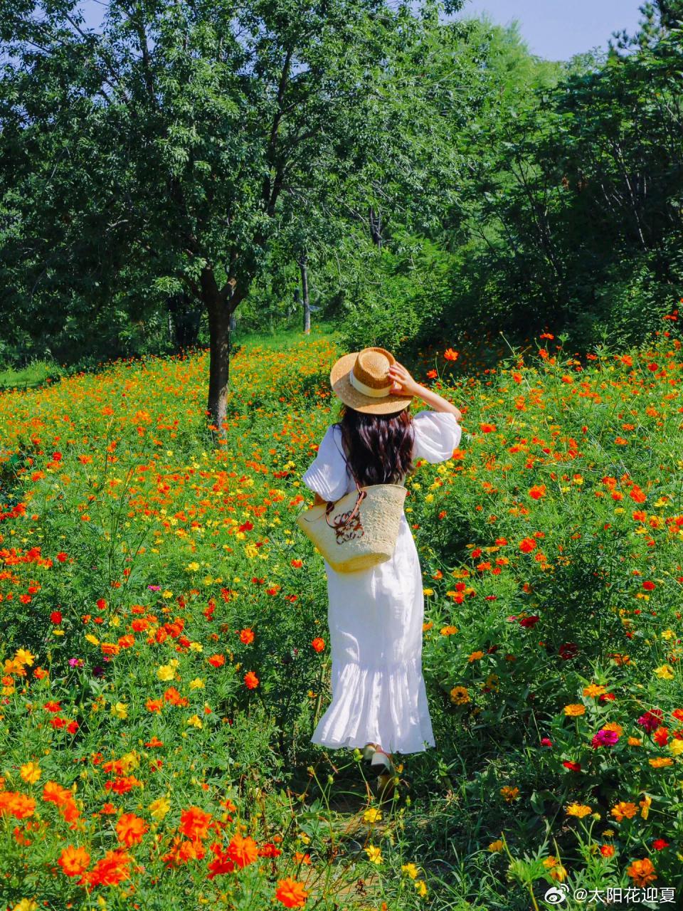 花开半夏，风遇温柔～ 